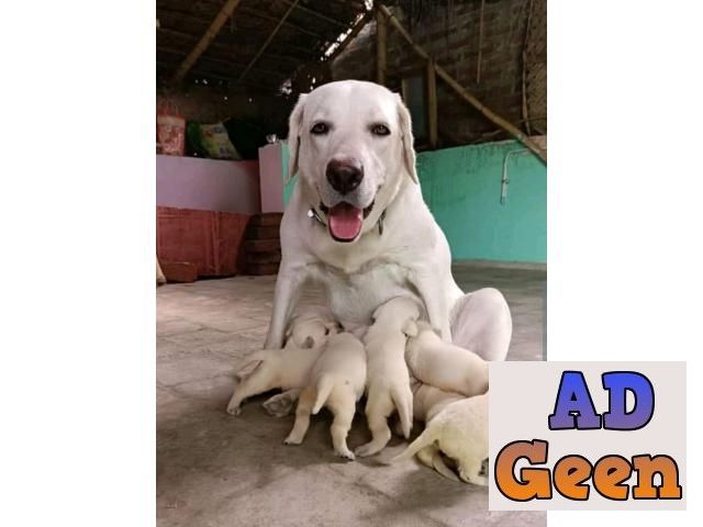 used Lab pure quality puppies whatsaap 9394723663 for sale 